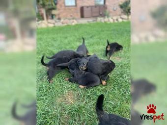 Ράτσα: Ροτβάϊλερ - Rottweiler | Ηλικία: 3 μηνών | Φύλο: Αρσενικό | Αρ. Microchip: 578823961323173 | Περιοχή: Ηράκλειο, Κρήτη